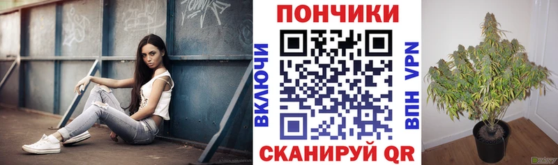 МАРИХУАНА сатива Краснообск